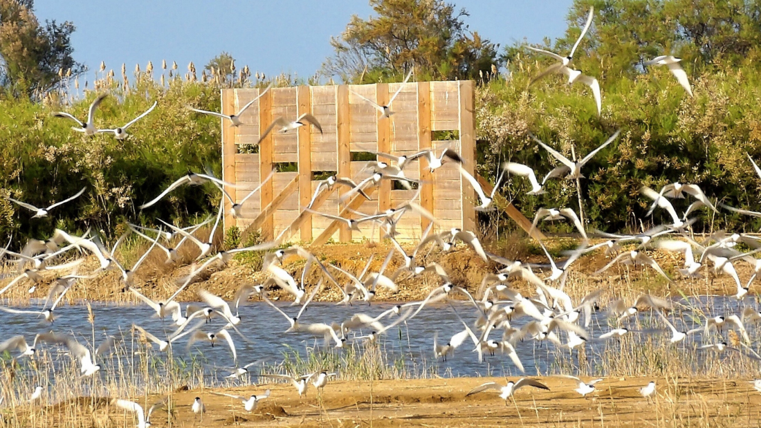 Sant Jaume d'Enveja - Platja de Migjorn (Foto: Ajuntament)
