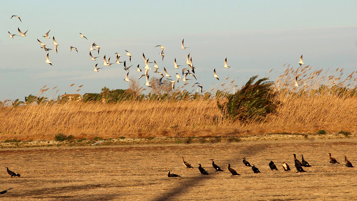 Sant Jaume d'Enveja - Platja de la Platjola (Foto: Ajuntament)