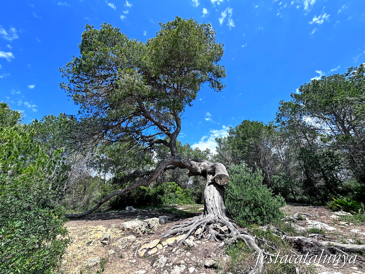 Bellvei - Pi centenari de la Muga 