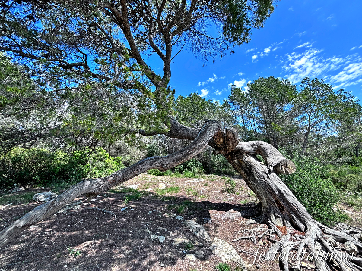 Bellvei - Pi centenari de la Muga 
