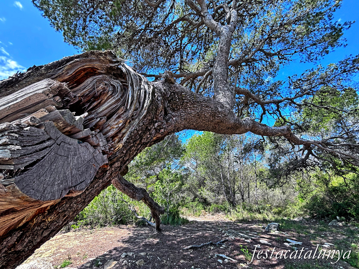 Bellvei - Pi centenari de la Muga 