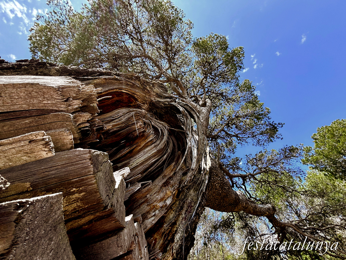 Bellvei - Pi centenari de la Muga 
