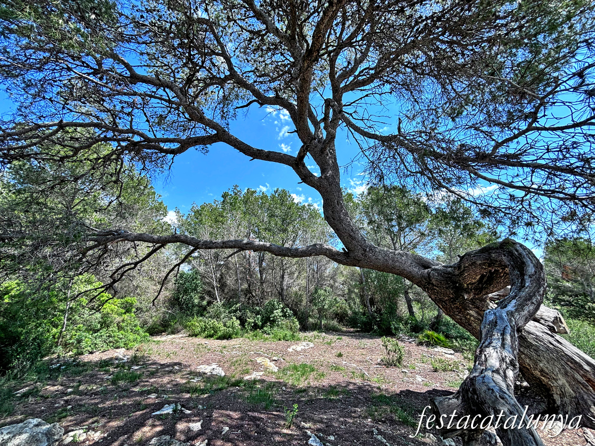 Bellvei - Pi centenari de la Muga 