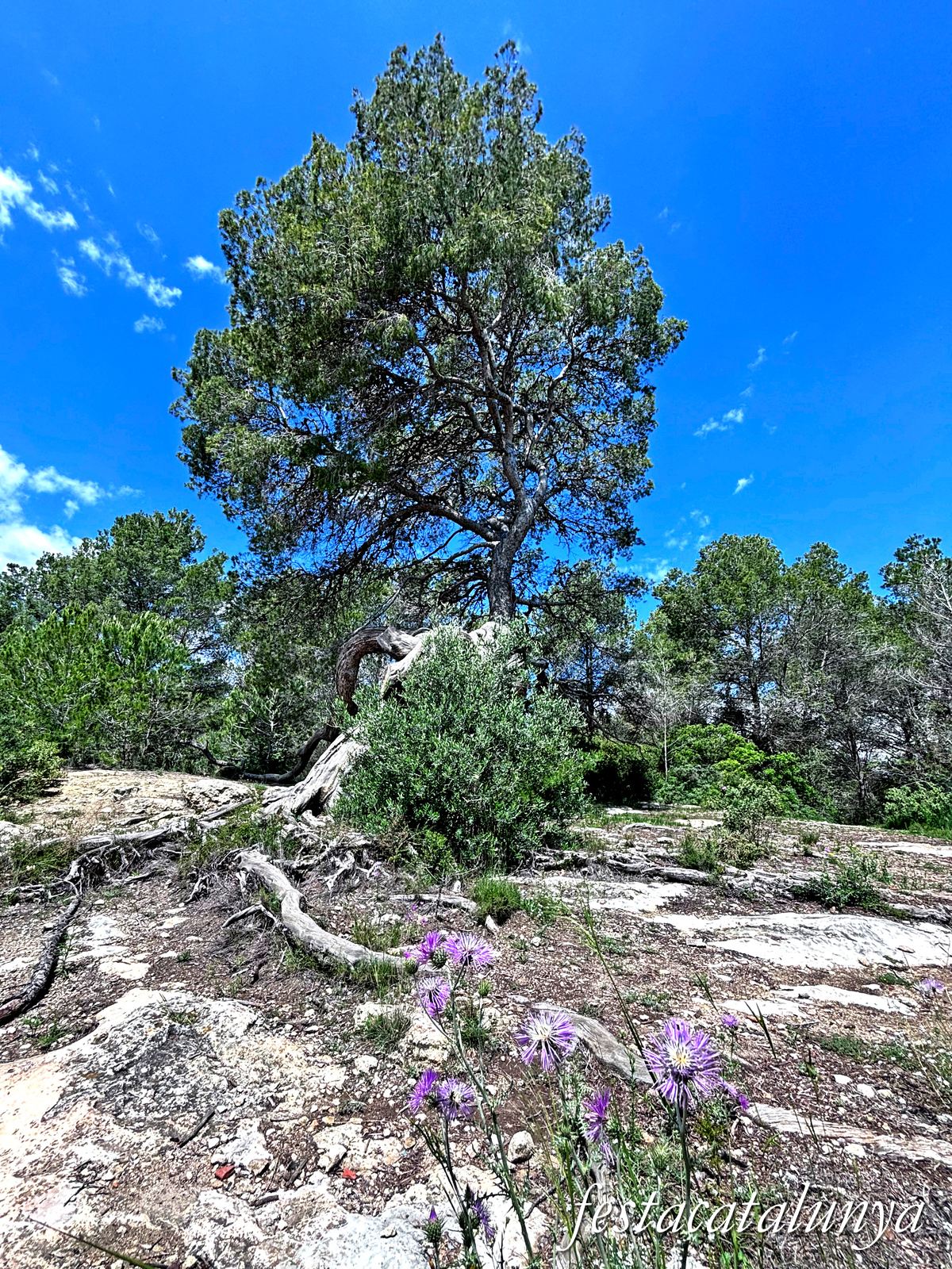 Bellvei - Pi centenari de la Muga 