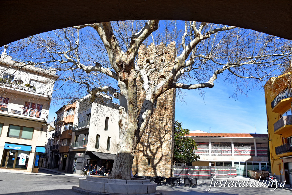 Arbre de la Llibertat de Llançà