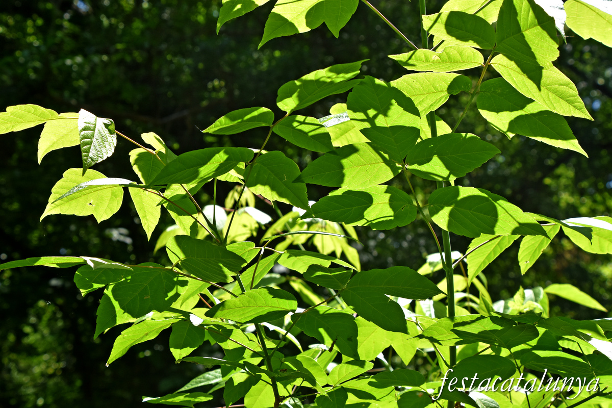 Balsareny - La Sèquia 