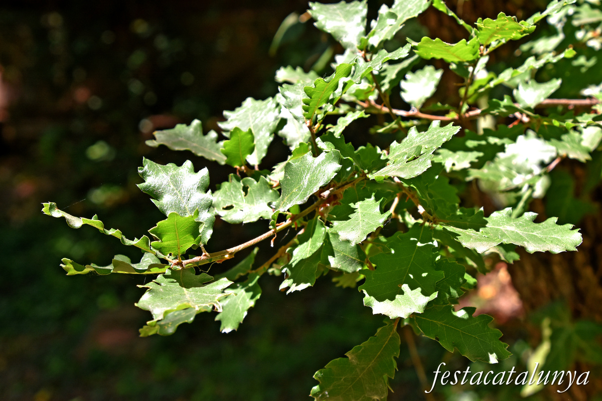 Balsareny - La Sèquia 