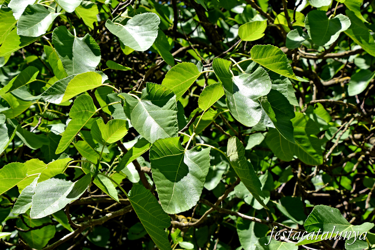 Balsareny - La Sèquia 