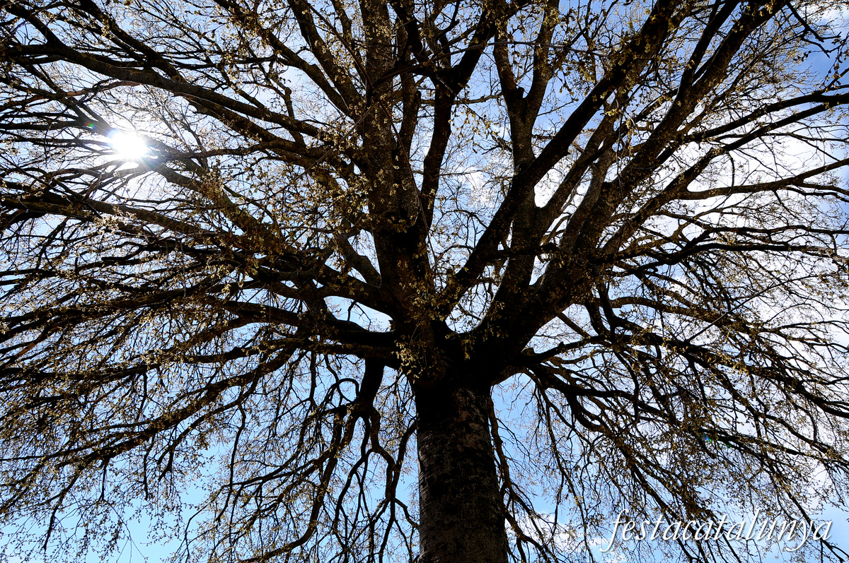 Oliana - Plaça del Lledoner 