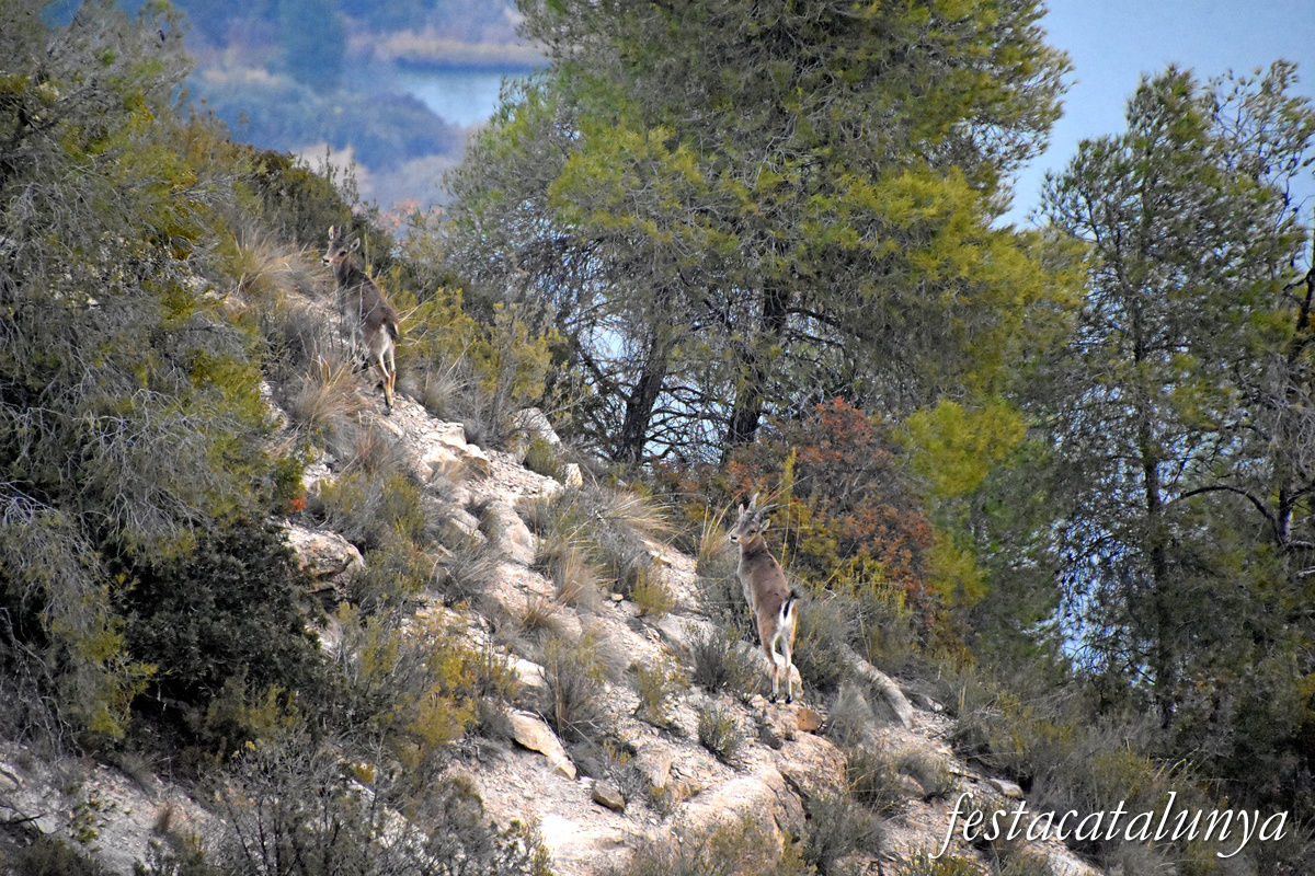 La Pobla de Massaluca - Fortificacions de la Punta del Duc