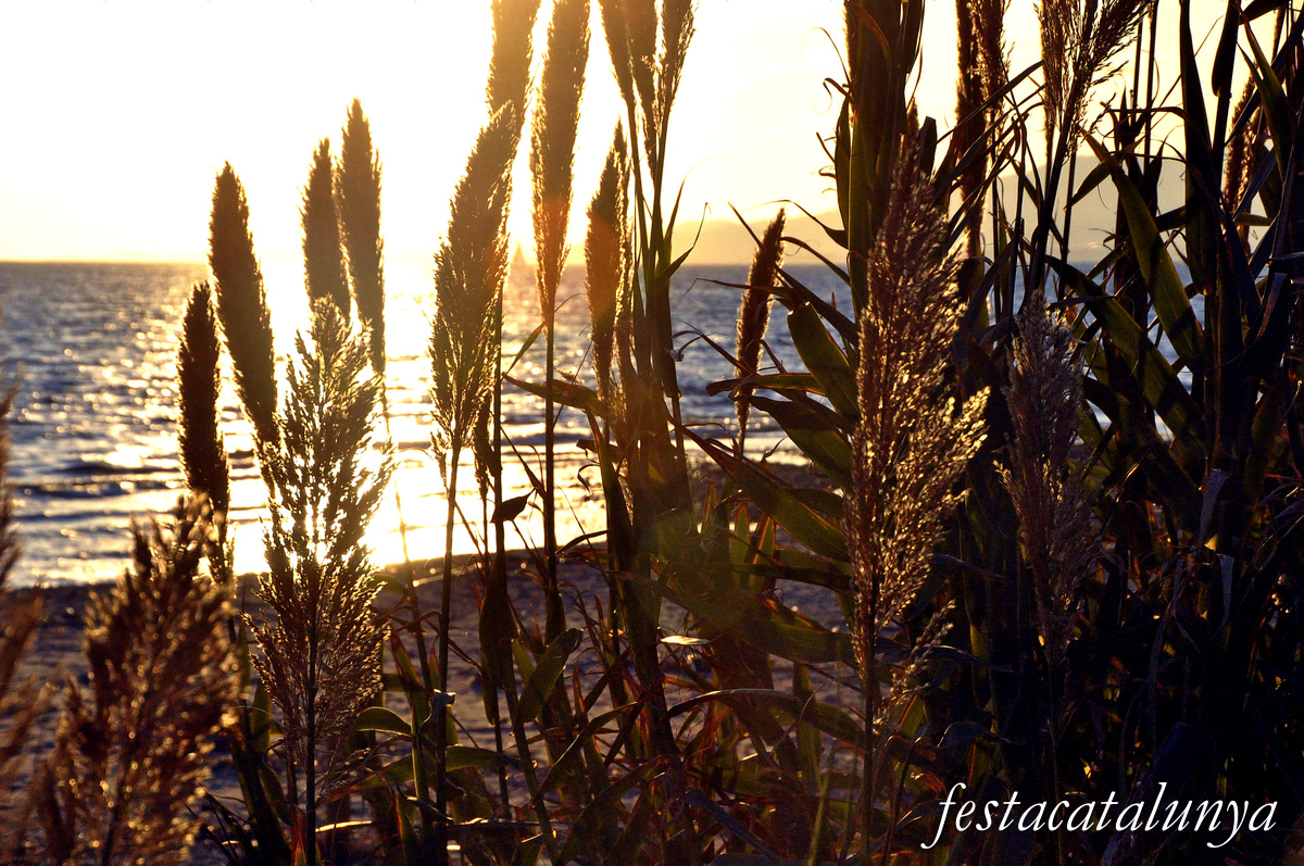 Cambrils - Aiguamolls de la riera de Riudoms