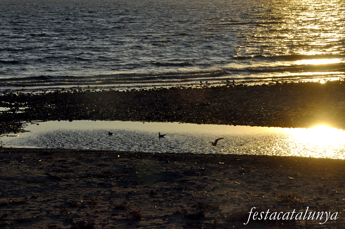 Cambrils - Aiguamolls de la riera de Riudoms 