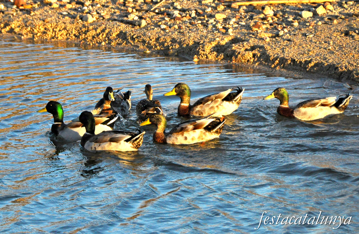 Cambrils - Aiguamolls de la riera de Riudoms 
