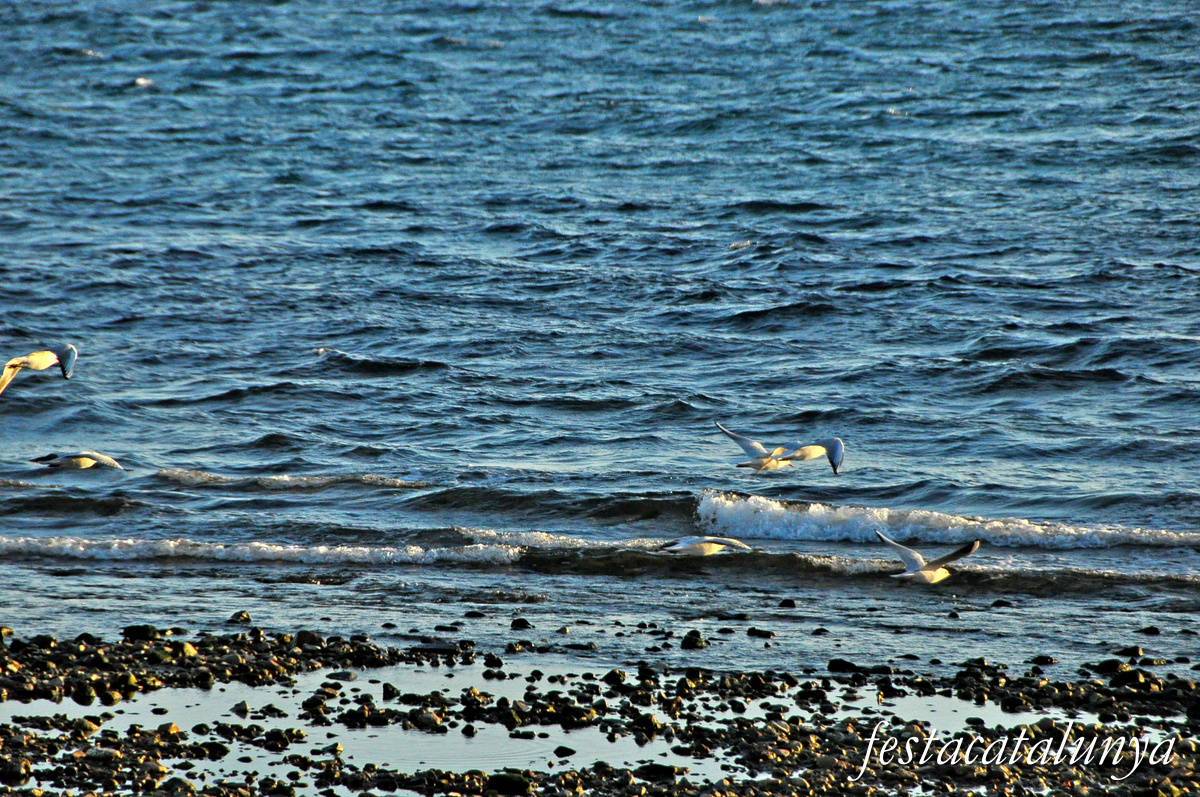 Cambrils - Aiguamolls de la riera de Riudoms 