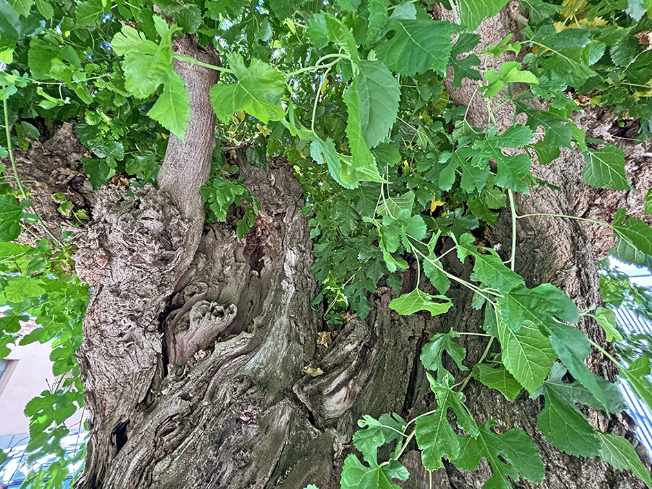 Nucli històric de Benavent de Segrià