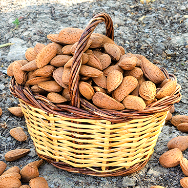 Fira de l'Ametlla de Vilagrassa