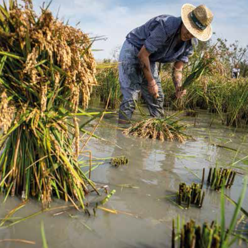 Jornades Gastronòmiques de l'Arròs a Deltebre