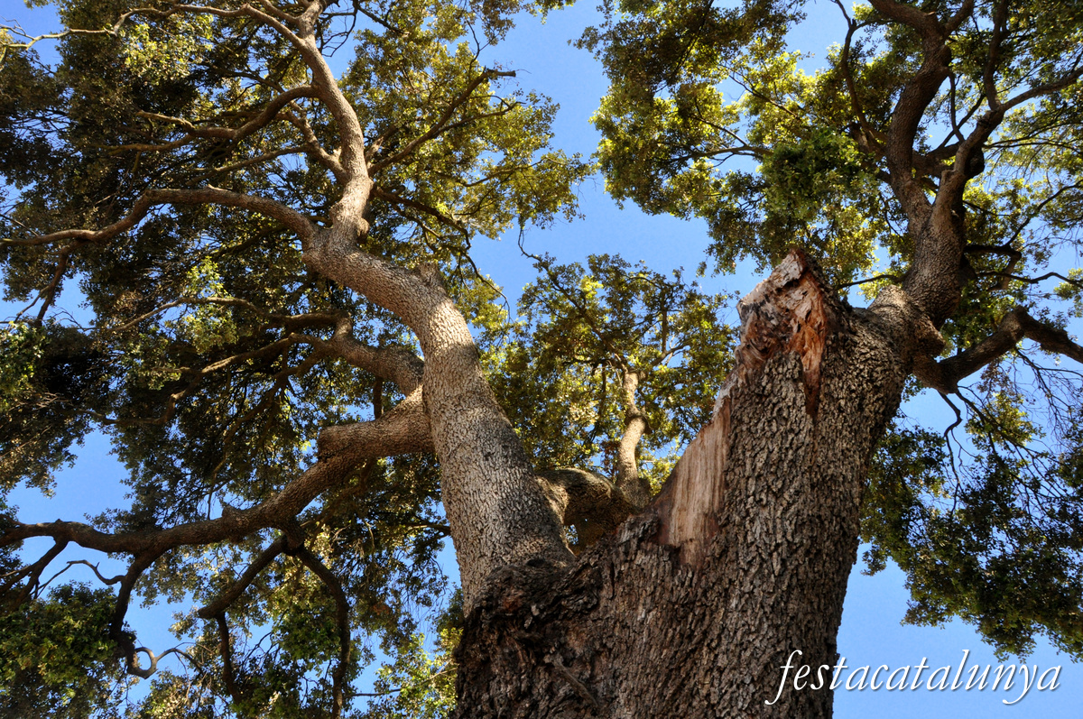 Vallromanes - Alzines de can Galbany i escultura Natura Industrial