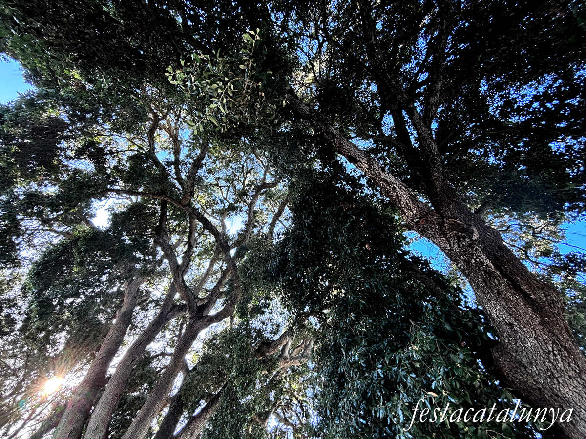 Vallromanes - Alzines de can Galbany i escultura Natura Industrial