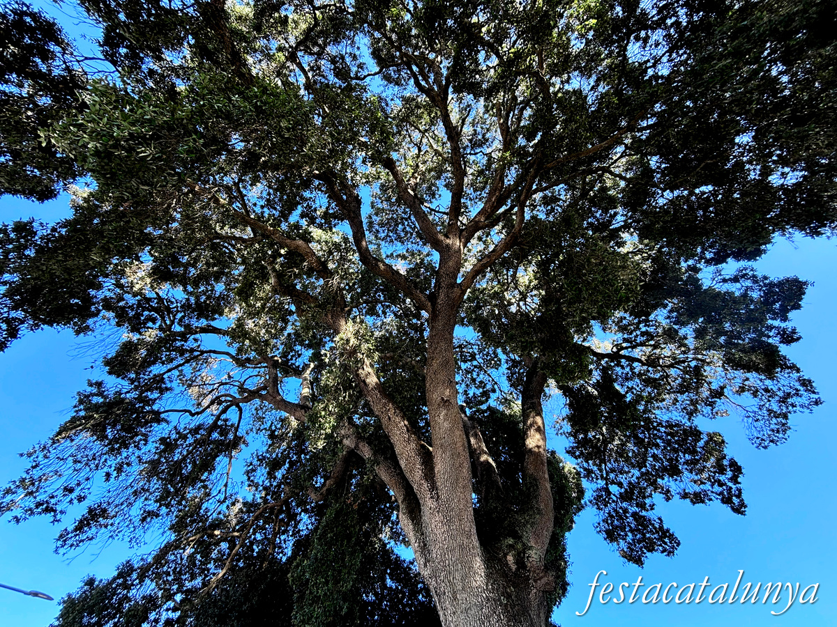 Vallromanes - Alzines de can Galbany i escultura Natura Industrial 