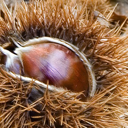 Fira de la Castanya de Viladrau