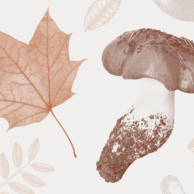 Fira de la Llenega i el Bosc de Tardor a Cardona