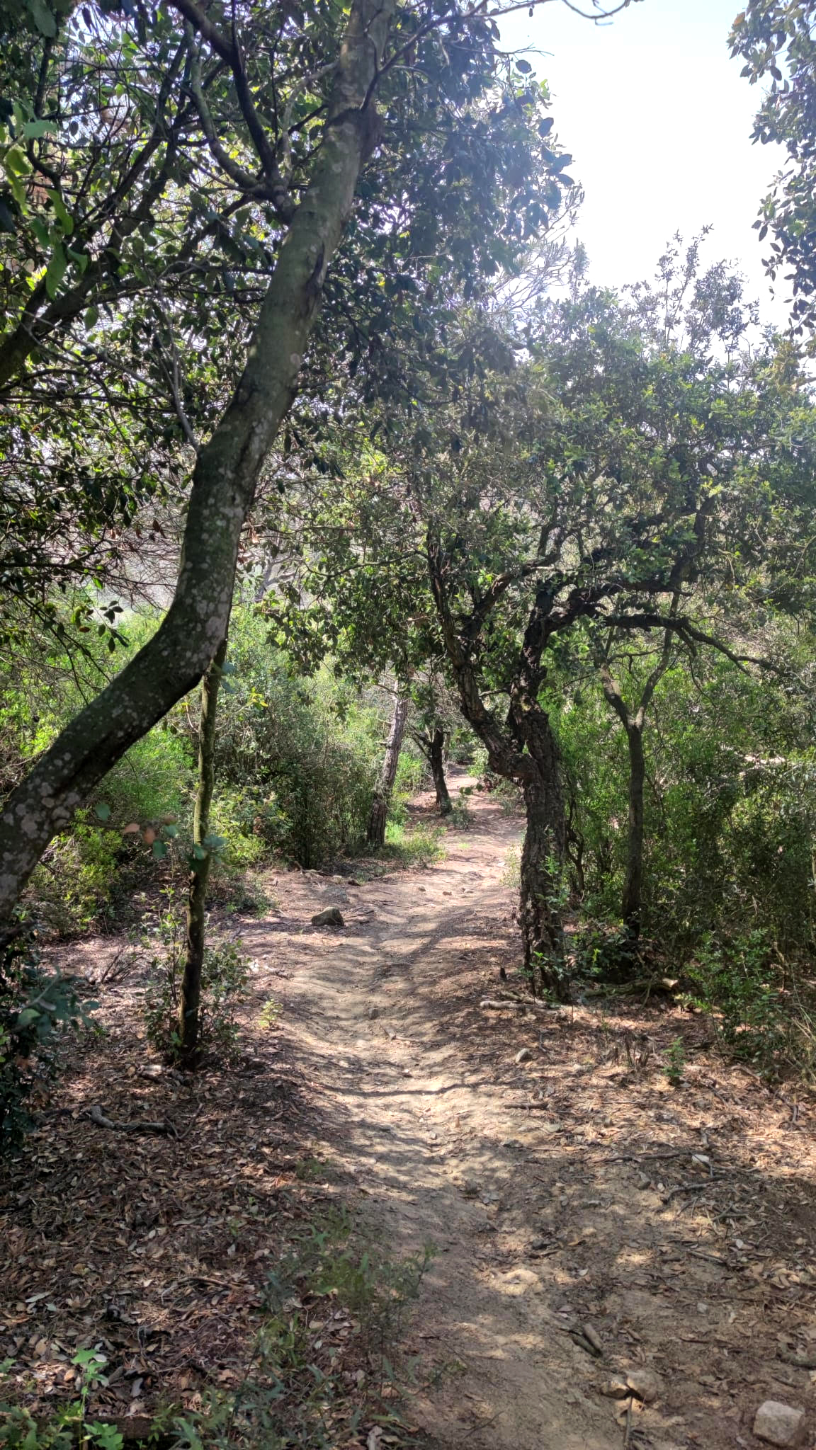 Vallromanes - La Creu del Pedró (Foto: Ajuntament de Vallromanes) 