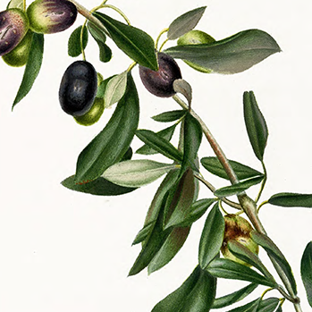 Fira de l'oli Baronia de Cabacés