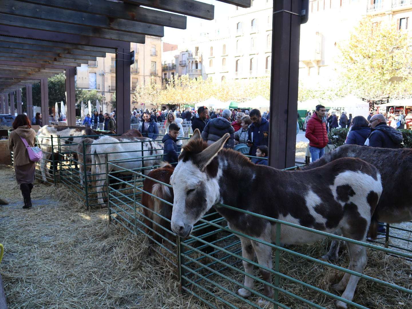 Mercat de Nadal, fira de capons, aviram i motius nadalencs a Valls