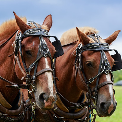 Festa dels Tres Tombs a Anglesola