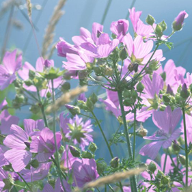 Fira Primavera a Montseny