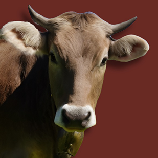 Fira de Sant Isidre de Sant Joan de les Abadesses