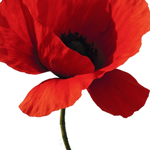 Fira de Primavera de Maçanet de Cabrenys