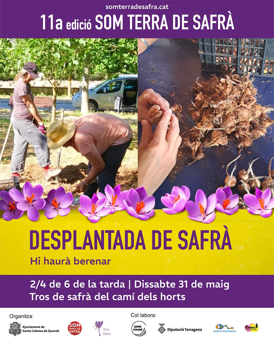 Desplantada de Safrà a Santa Coloma de Queralt