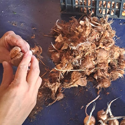 Desplantada de Safrà a Santa Coloma de Queralt