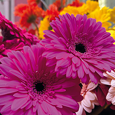 Catifes de Flors d'Arbúcies