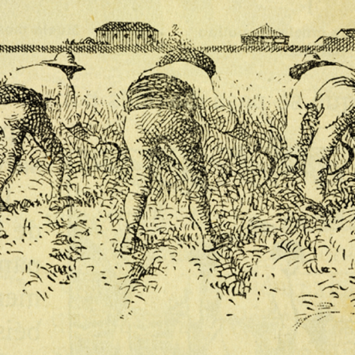 Festa del Segar a Cabra del Camp