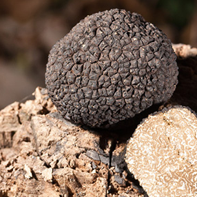 Festa de la Tòfona d'estiu a Centelles