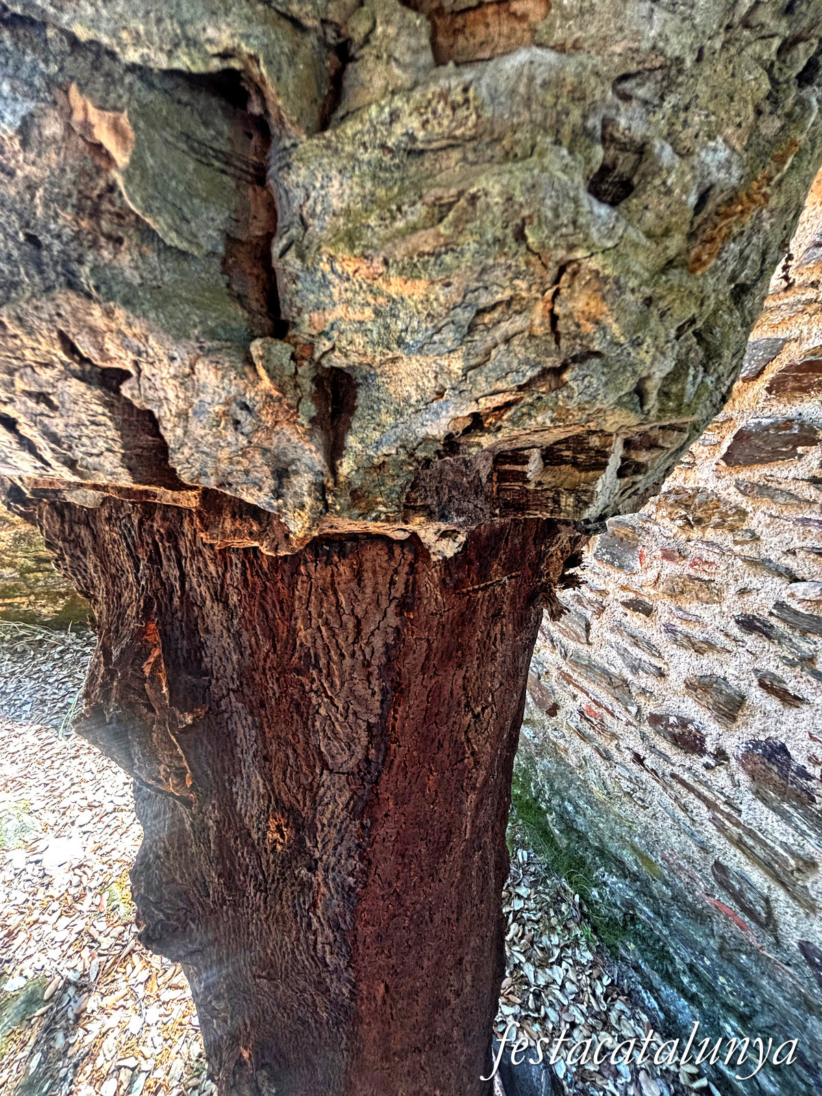 Llambilles - Camí de Sant Cristòfol, paisatges de suro