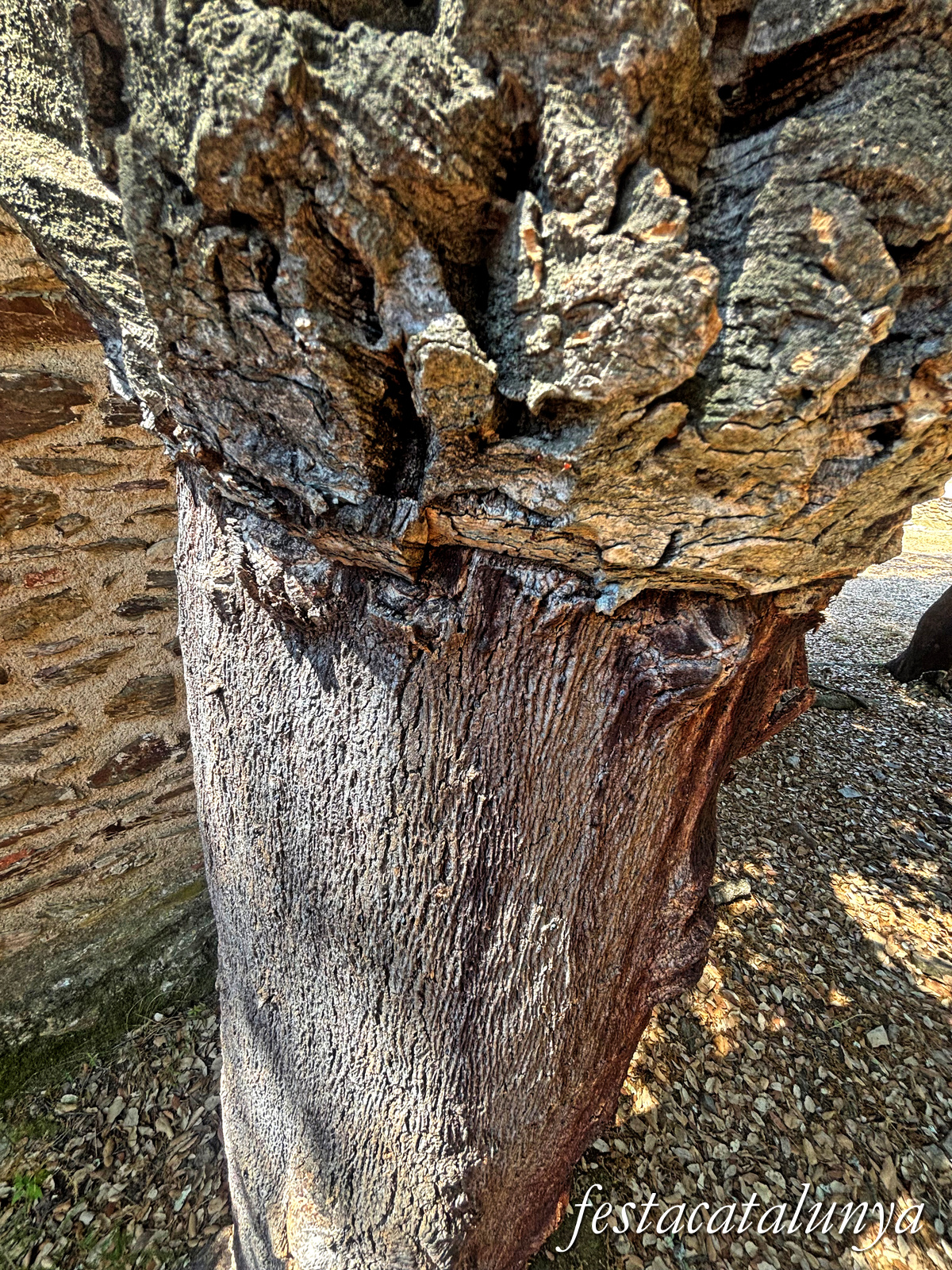 Llambilles - Camí de Sant Cristòfol, paisatges de suro