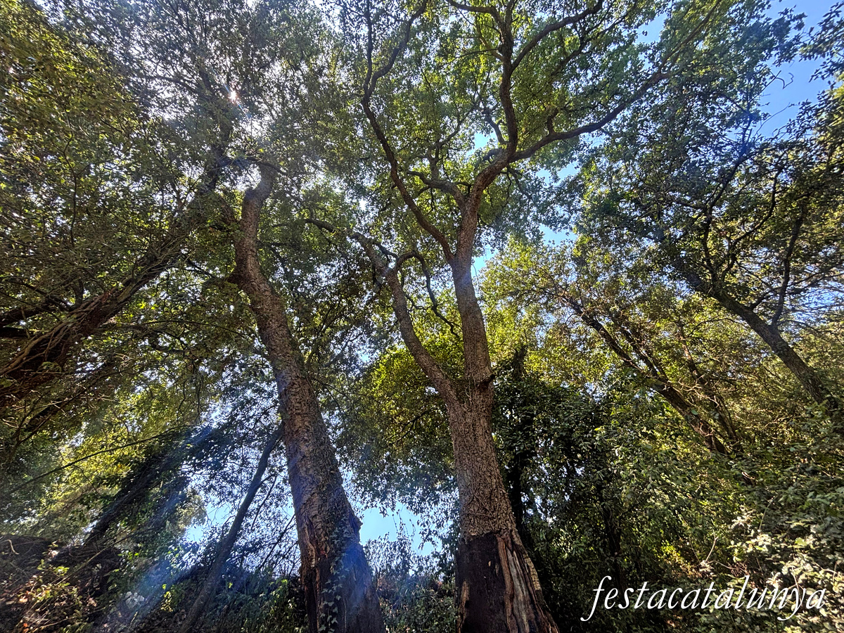 Llambilles - Camí de Sant Cristòfol, paisatges de suro 
