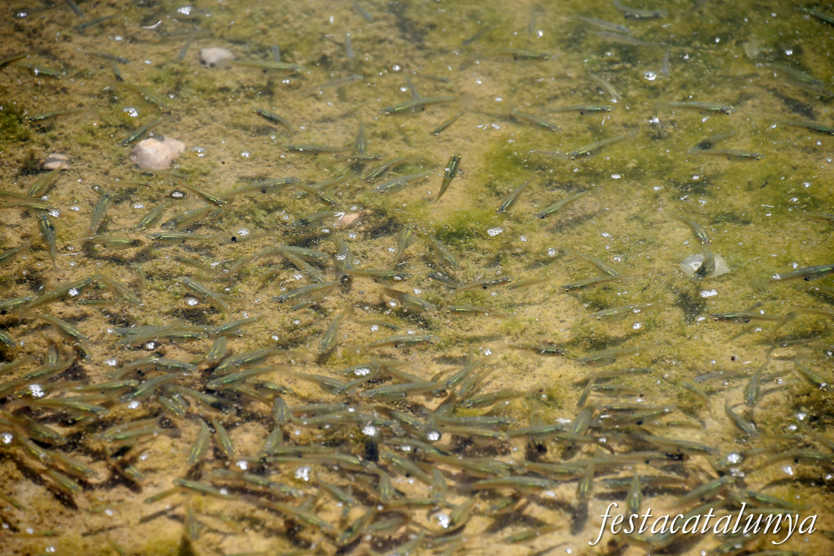 Ivars d'Urgell - Estany d'Ivars i Vila-sana