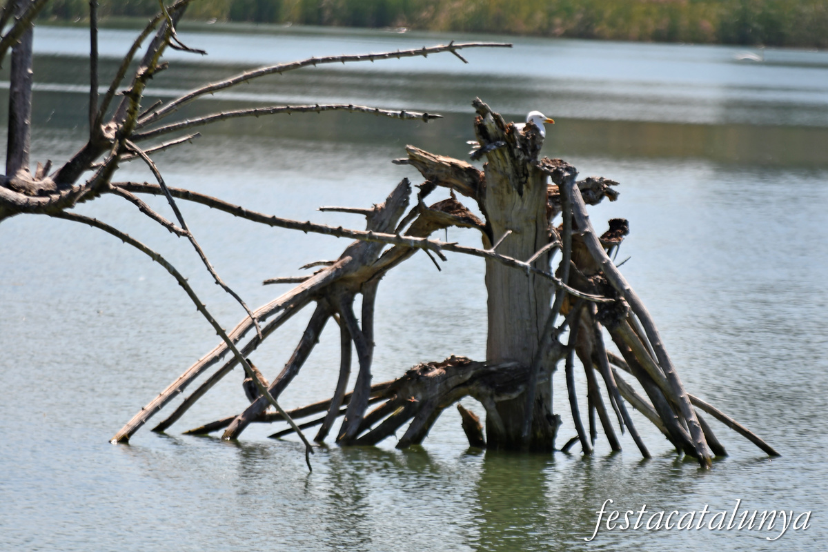 Ivars d'Urgell - Estany d'Ivars i Vila-sana