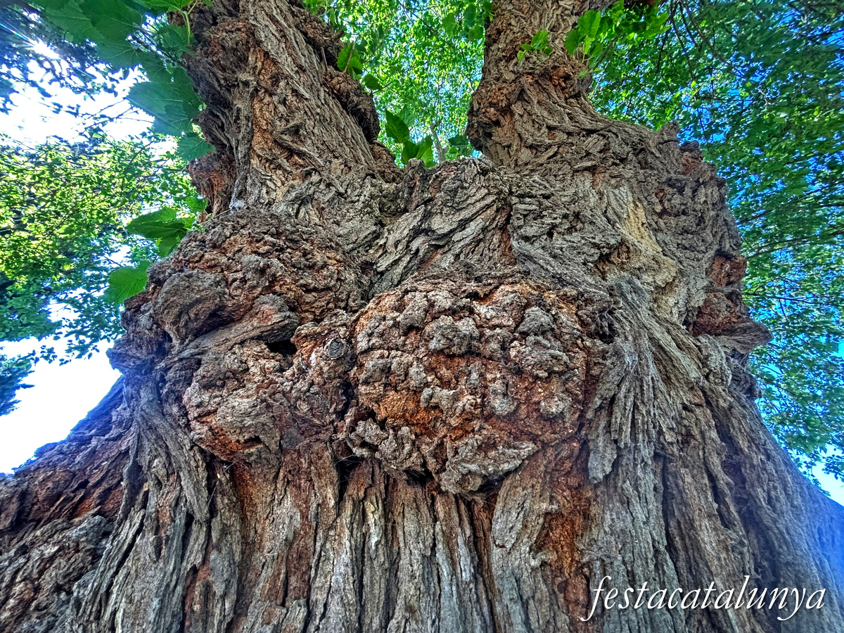 Ivars d'Urgell - Parc de l'ermita