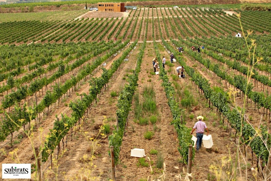 Passejades en època de Verema a Subirats
