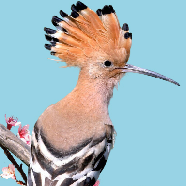 Cicle de Música Catalana a Santa Maria de Palautordera
