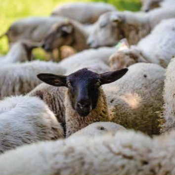 Concurs de Gossos d'Atura de Castellar de n'Hug