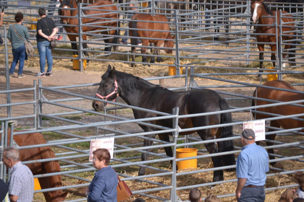 Fira de Sant Lluc d'Olot