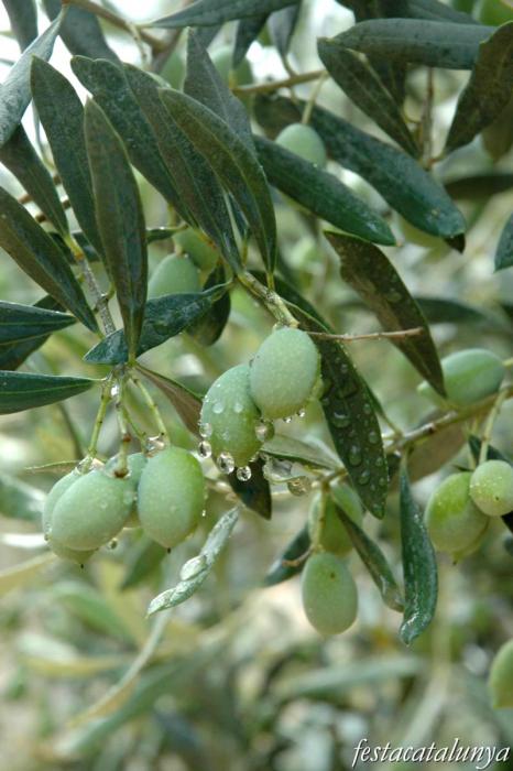 Oliveres Mil·lenàries