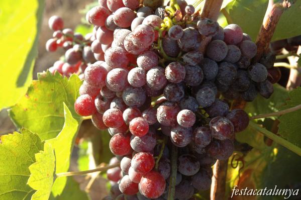 Altres llocs per visitar